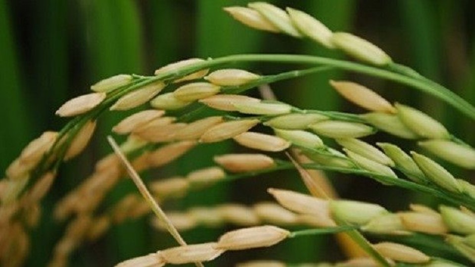 Arroz: La zafra cerraría por encima de 9.000 kgs/há —  Agricultura — Dinámica Rural | El Espectador 810