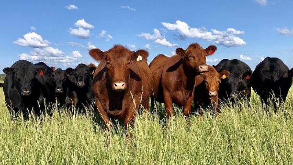 Pantalla Uruguay, con alta colocación —  Mercados — Dinámica Rural | El Espectador 810