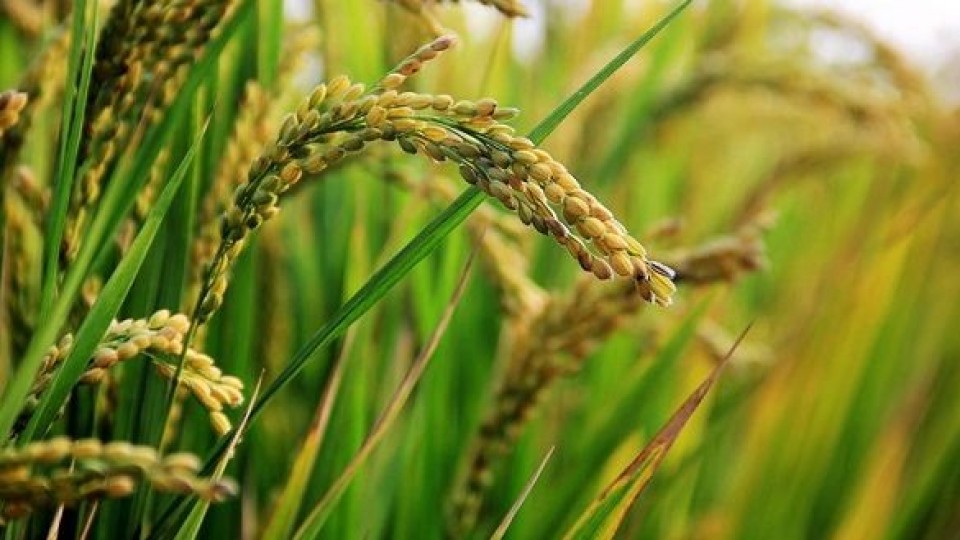 Cosecha temprana de arroz, con más del 65% del área total —  Agricultura — Dinámica Rural | El Espectador 810