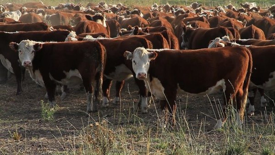 F. Jaso: ''Vemos un mercado firme para la invernada y cría'' —  Mercados — Dinámica Rural | El Espectador 810