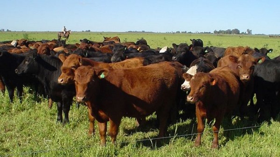 Plazarural: Primera jornada con 91% de colocación y 2.27 dól/kgs de promedio para el ternero —  Mercados — Dinámica Rural | El Espectador 810