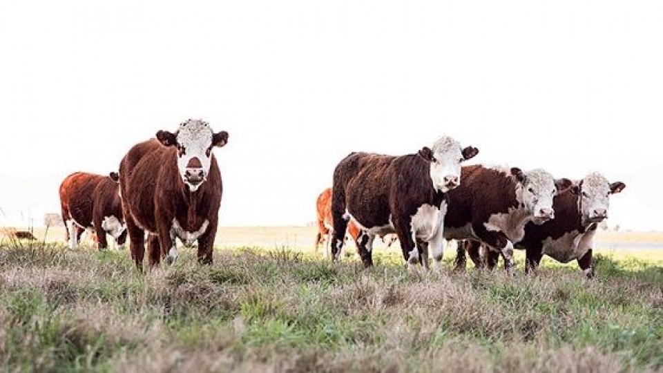 Plazarural cerró la 2a jornada ''con alta colocación'' —  Mercados — Dinámica Rural | El Espectador 810