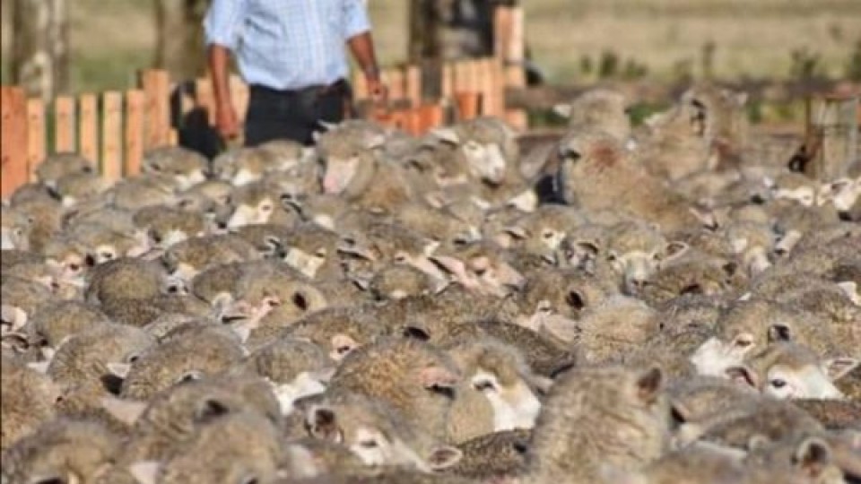 Lanas: La certificación de lotes genera un sobre precio —  Mercados — Dinámica Rural | El Espectador 810