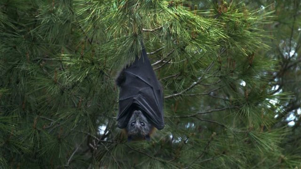 Entre animales y humanos: ¿dónde está la responsabilidad de la pandemia? —  La Entrevista — Más Temprano Que Tarde | El Espectador 810