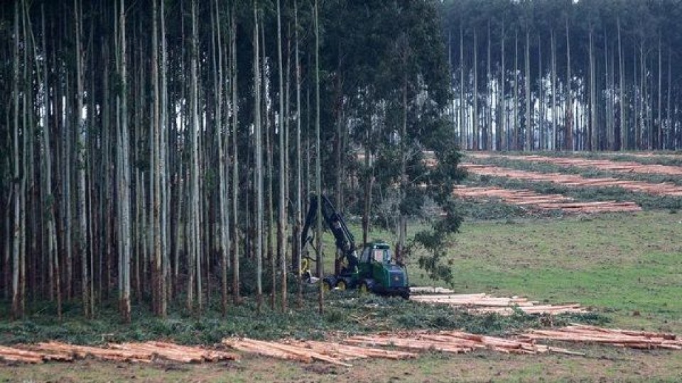 Javier Dalmás sobre incendios: “Hoy lo que más nos preocupa es entender lo que pasó” —  Entrevistas — Primera Mañana | El Espectador 810