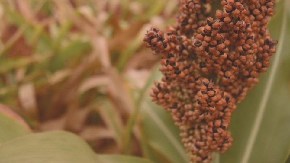 Prolesa realiza lanzamiento de zafra de sorgo y soja —  Lechería — Dinámica Rural | El Espectador 810