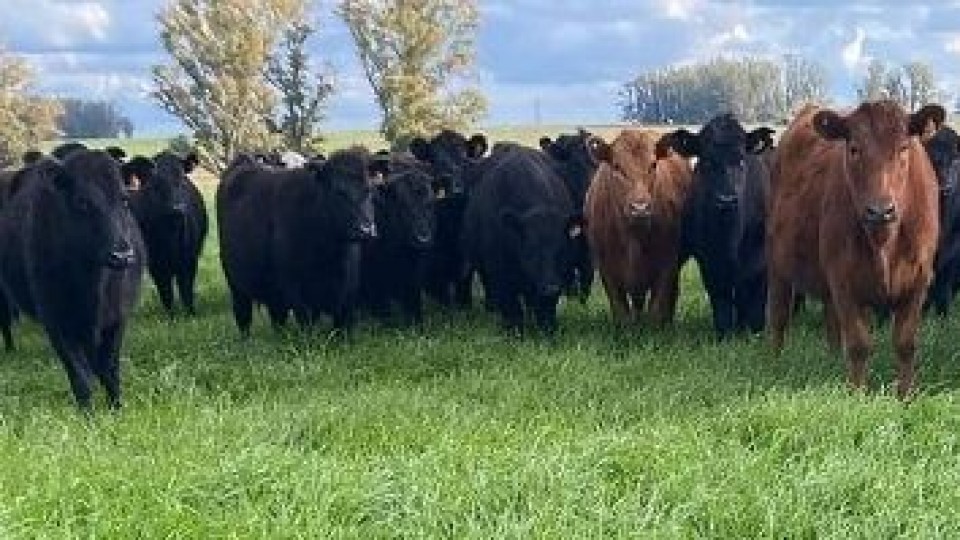 Pages Mañay remata este jueves 900 vacunos de Estancia —  Mercados — Dinámica Rural | El Espectador 810