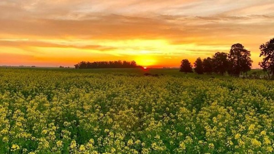 Hay buenas expectativas tanto en cultivos de invierno como de verano —  Agricultura — Dinámica Rural | El Espectador 810