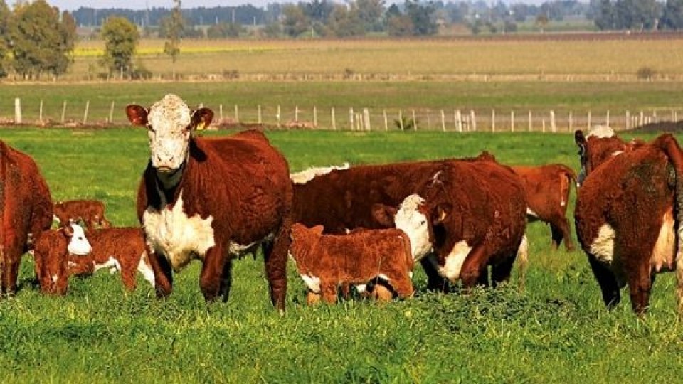 D. Dutra: ''El gordo va buscando su referencia y hoy el novillo asciende a 4.30 dól/kgs'' —  Mercados — Dinámica Rural | El Espectador 810