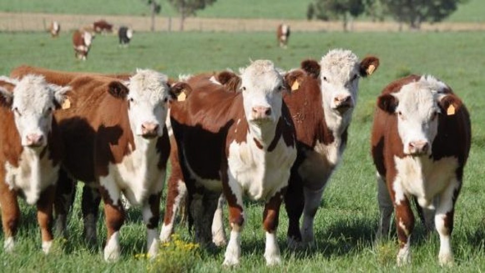 J.M. Fabián: ''Tenemos un remate que promete, y mucho'' —  Mercados — Dinámica Rural | El Espectador 810