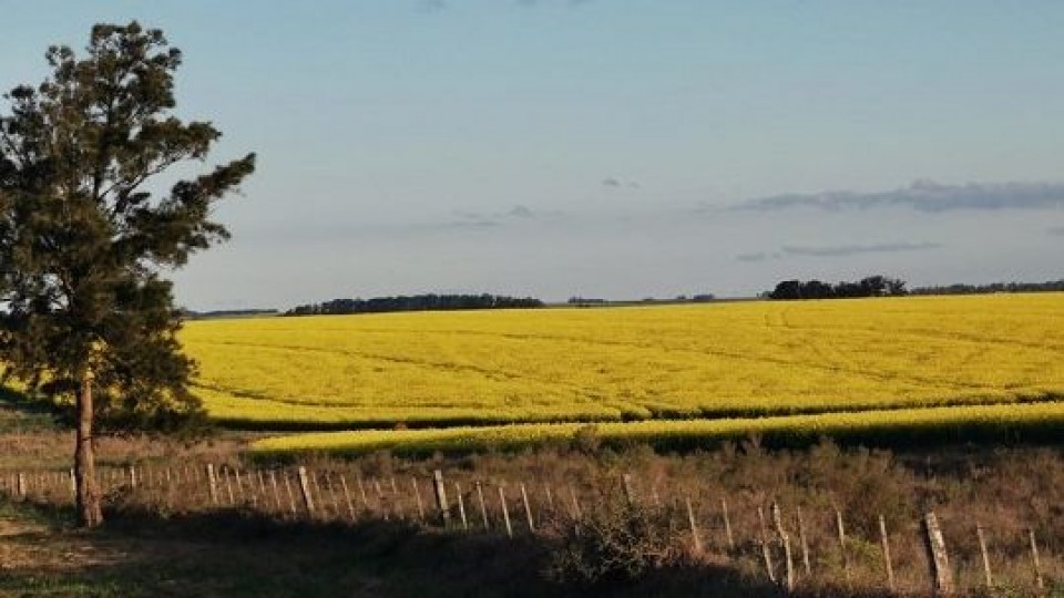 Hay expectativas de muy buenos rendimientos en colza —  Agricultura — Dinámica Rural | El Espectador 810