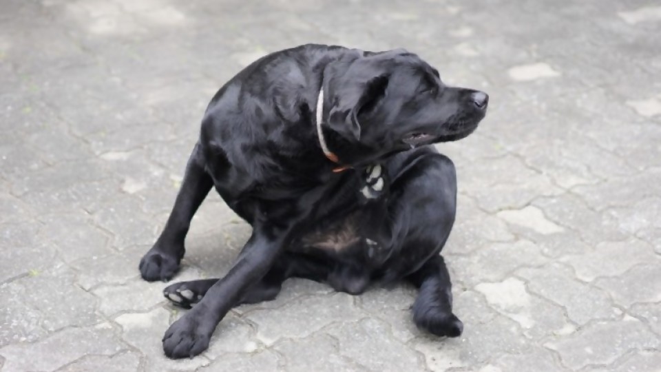 Entendiendo a la pulga —  Tu mascota te quiere decir algo — Paren Todo | El Espectador 810