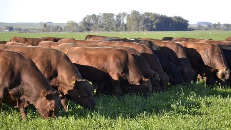 ''La Empastada'' vende toros para vaquillonas —  Zafra — Dinámica Rural | El Espectador 810