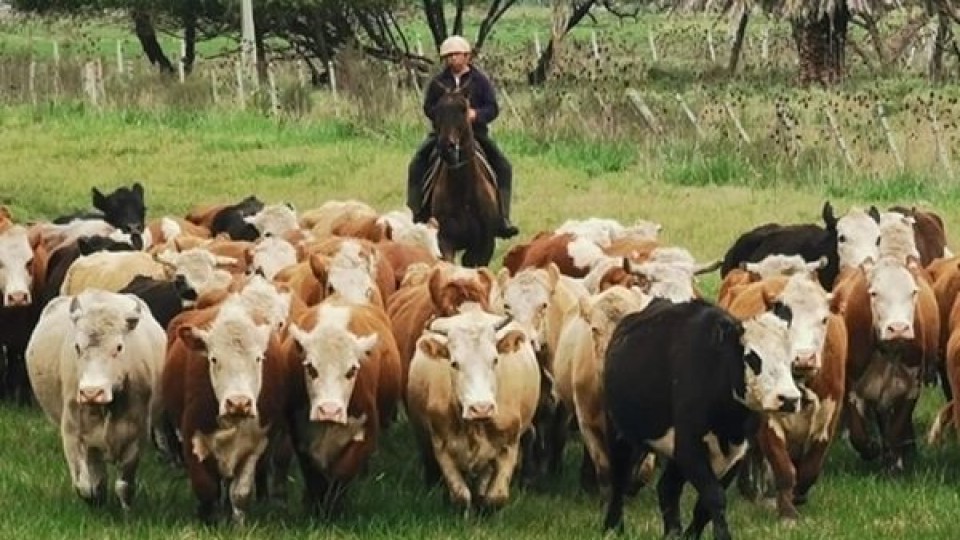 Mercado con escasa oferta y precios negocio a negocio —  Mercados — Dinámica Rural | El Espectador 810