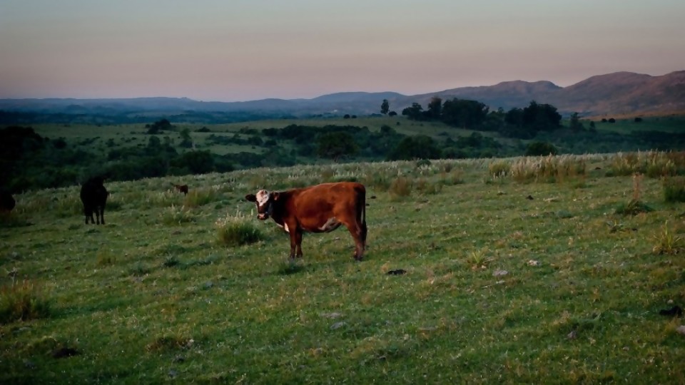 El “pocillo de natalidad” de Uruguay y la ganadería baja en carbono —  NTN Concentrado — No Toquen Nada | El Espectador 810