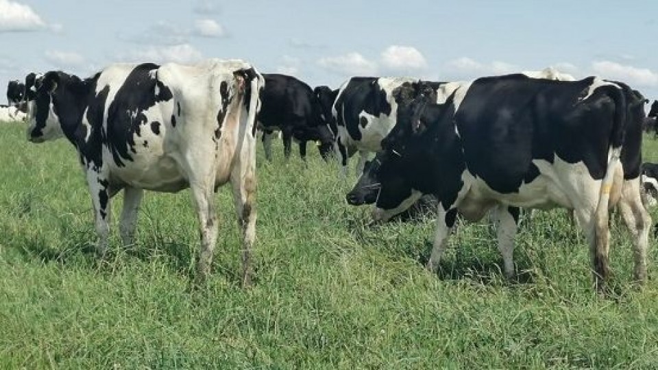 Lechería eficiente: la información como insumo para tomar decisiones —  Lechería — Dinámica Rural | El Espectador 810