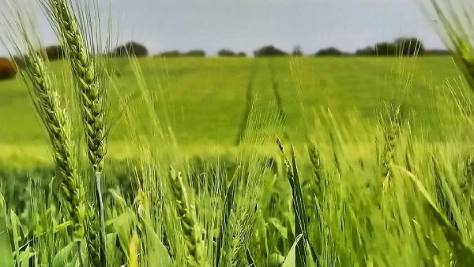 A. González: ''Si el clima acompaña, este sería un muy buen año para el doble cultivo'' —  Agricultura — Dinámica Rural | El Espectador 810