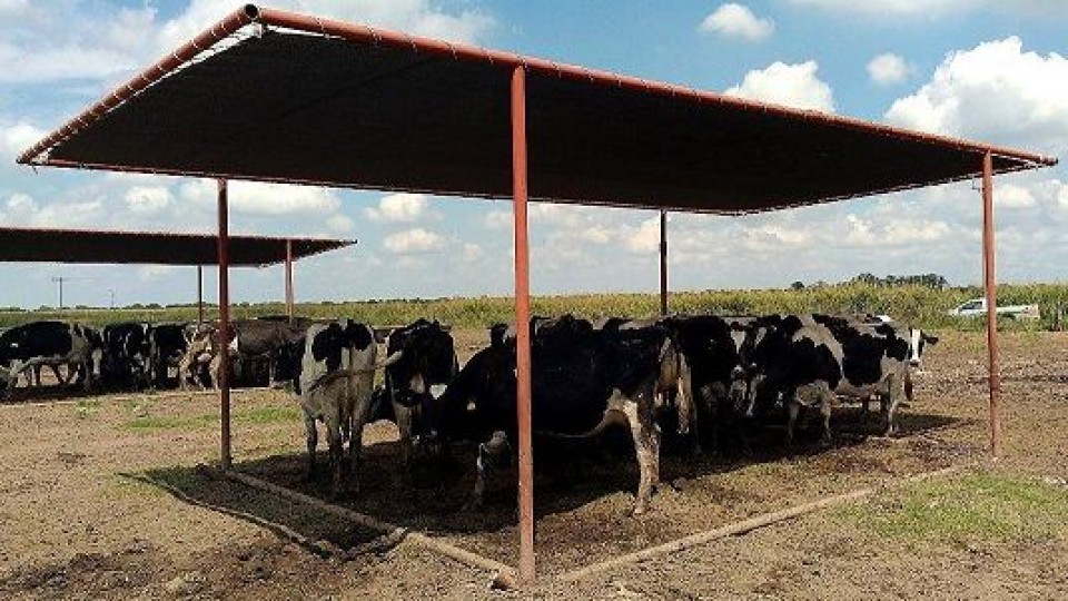 Prolesa promueve ''el confort animal'' —  Lechería — Dinámica Rural | El Espectador 810