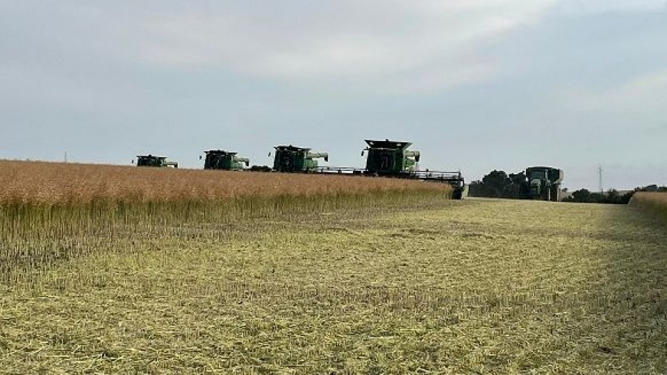 D. Guigou: ''La colza demostró su potencial, si se dan las condiciones'' —  Agricultura — Dinámica Rural | El Espectador 810