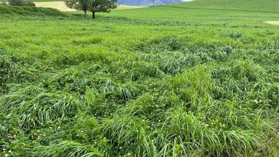 Agricultura regenerativa: ¿Moda o una agronomía bien encarada? —  Extensión — Dinámica Rural | El Espectador 810