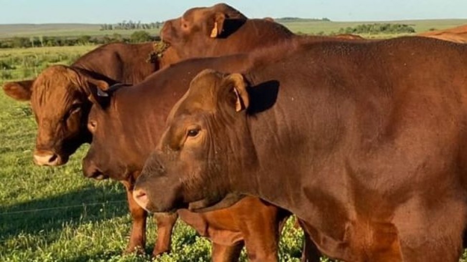 Los Angus de Santa Inés ''en el mejor de los últimos años'' —  Zafra — Dinámica Rural | El Espectador 810