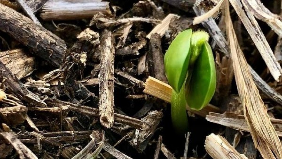 Agricultura: ''Las lluvias llegaron en un momento clave para la soja de primera'' —  Agricultura — Dinámica Rural | El Espectador 810