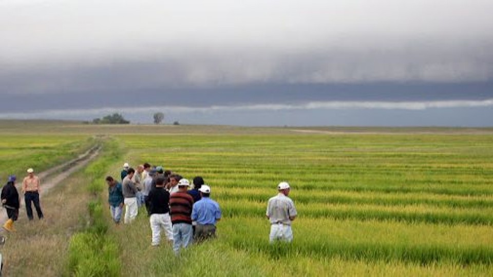 Arroz: ''Tiene como variable negativa los costos de producción'' —  Agricultura — Dinámica Rural | El Espectador 810