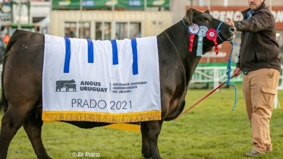 El mundo Angus tiene a Uruguay en lo más alto —  Exposiciones — Dinámica Rural | El Espectador 810