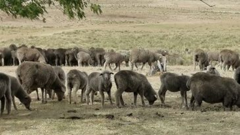 F. Montossi: ''El CRILU tiene mucho de agronegocios'' —  Investigación — Dinámica Rural | El Espectador 810