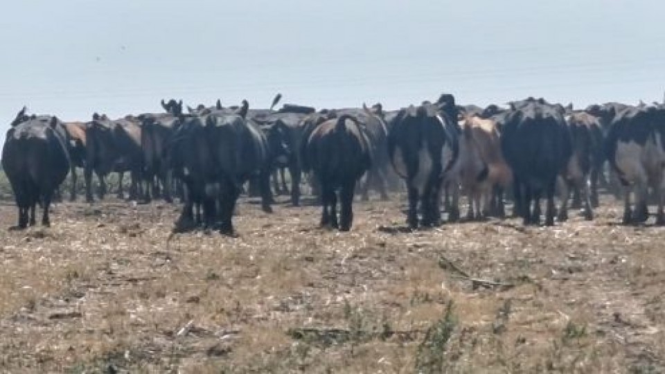 El déficit hídrico impacta en la producción del sur del país —  Lechería — Dinámica Rural | El Espectador 810