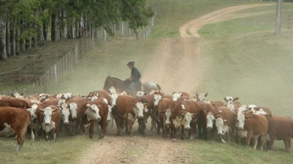 J. Campos: ''En invierno, lo principal es mejorar los rendimientos nutricionales'' —  Sanidad — Dinámica Rural | El Espectador 810