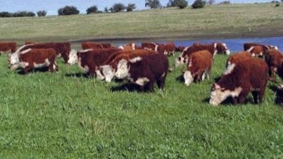 ''Hay un mercado climático que impacta en el negocio'' —  Mercados — Dinámica Rural | El Espectador 810