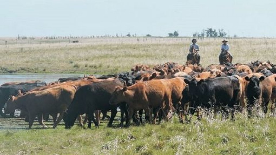 PlazaRural: Conformidad en los resultados de su remate 249, con 98% de colocación —  Mercados — Dinámica Rural | El Espectador 810