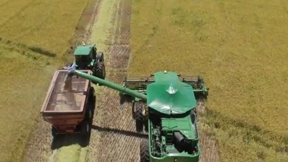 Comenzó la cosecha de arroz —  Agricultura — Dinámica Rural | El Espectador 810