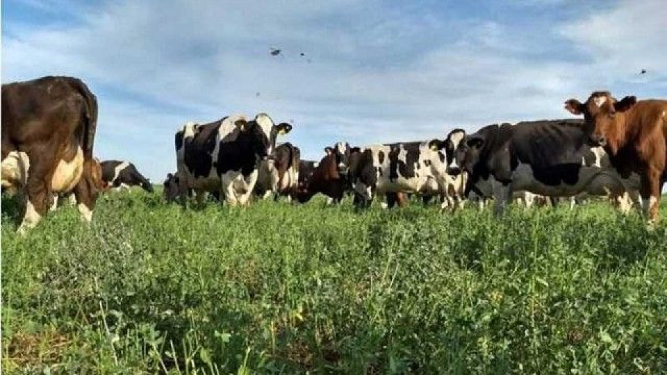 Prolesa habilitó extensión pos reserva de invierno —  Lechería — Dinámica Rural | El Espectador 810