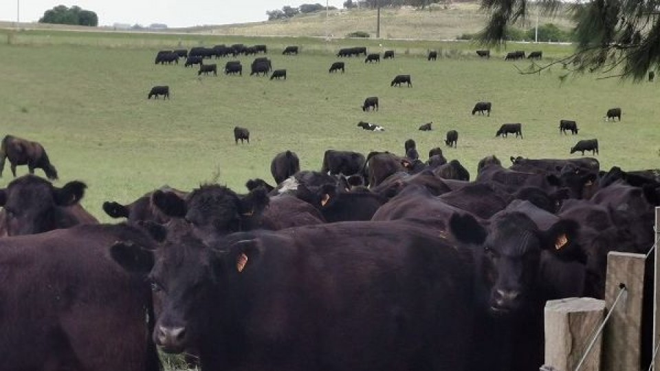 Pantalla Uruguay, con oferta y calidad en la Ganadera Angus  —  Mercados — Dinámica Rural | El Espectador 810