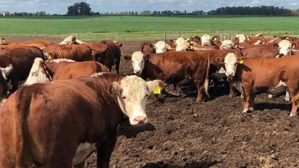 Hereford: En Expo Durazno ponemos ''calidad en pista que ratifica a la raza país'' —  Exposiciones — Dinámica Rural | El Espectador 810