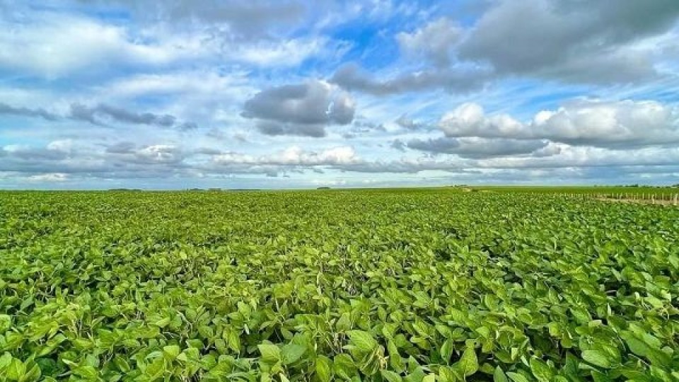 Los cultivos están óptimos, previo a la cosecha —  Agricultura — Dinámica Rural | El Espectador 810