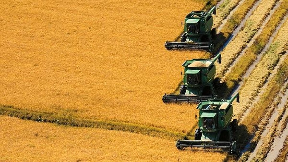 Arroz: Año con rendimientos récord   —  Agricultura — Dinámica Rural | El Espectador 810