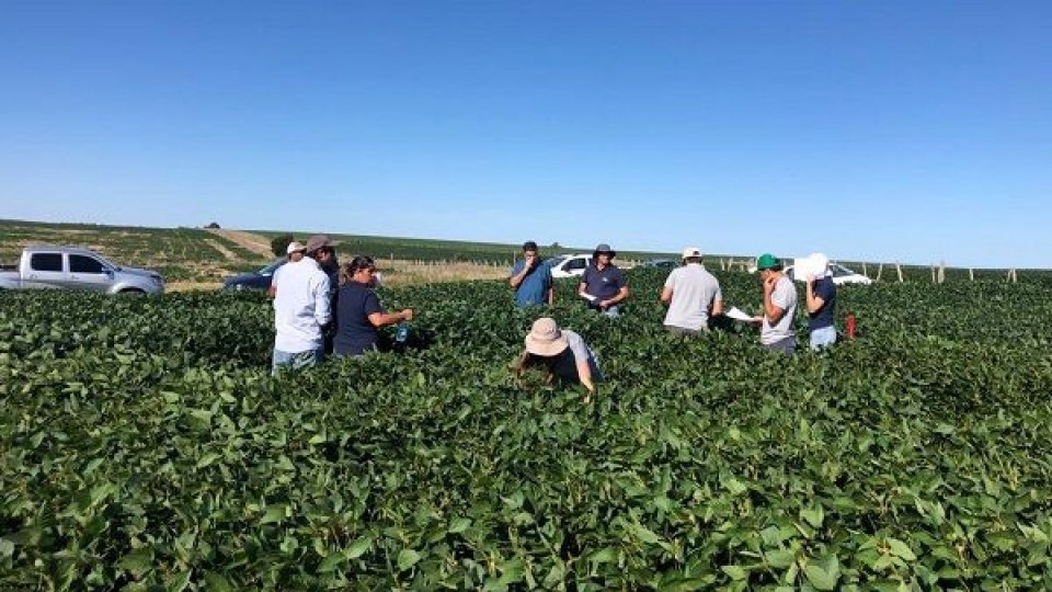 M. Banchero: En Copagran, ''hoy proyectamos una buena cosecha de soja'' —  Agricultura — Dinámica Rural | El Espectador 810