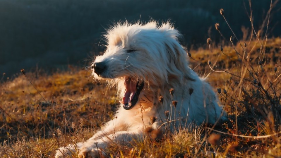 ¿Qué me quiere decir mi mascota? —  Tu mascota te quiere decir algo — Paren Todo | El Espectador 810