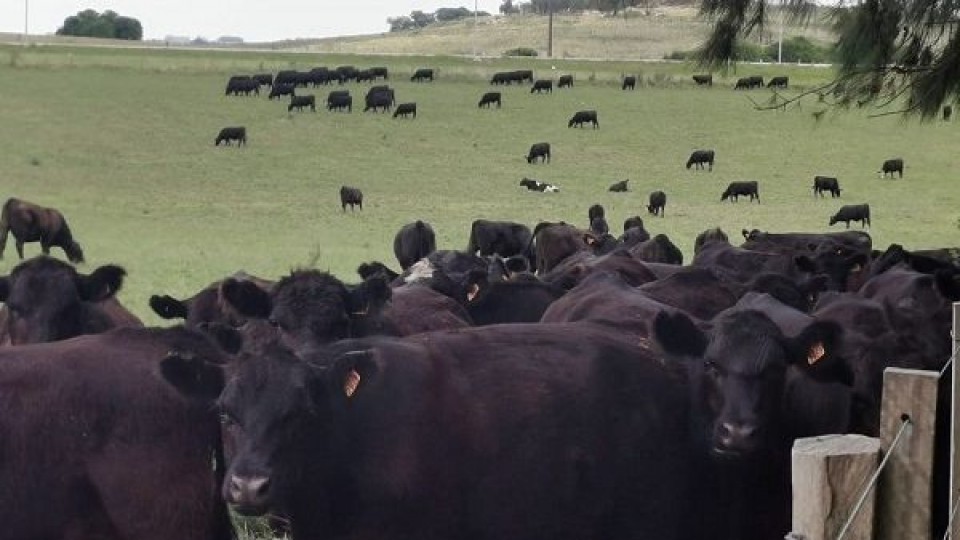 C. Bachino: ''Inmejorable situación para la ganadería'' —  Mercados — Dinámica Rural | El Espectador 810