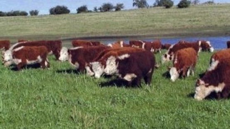 Plazarural sigue con colocación perfecta — Mercados — Dinámica Rural | El Espectador 810