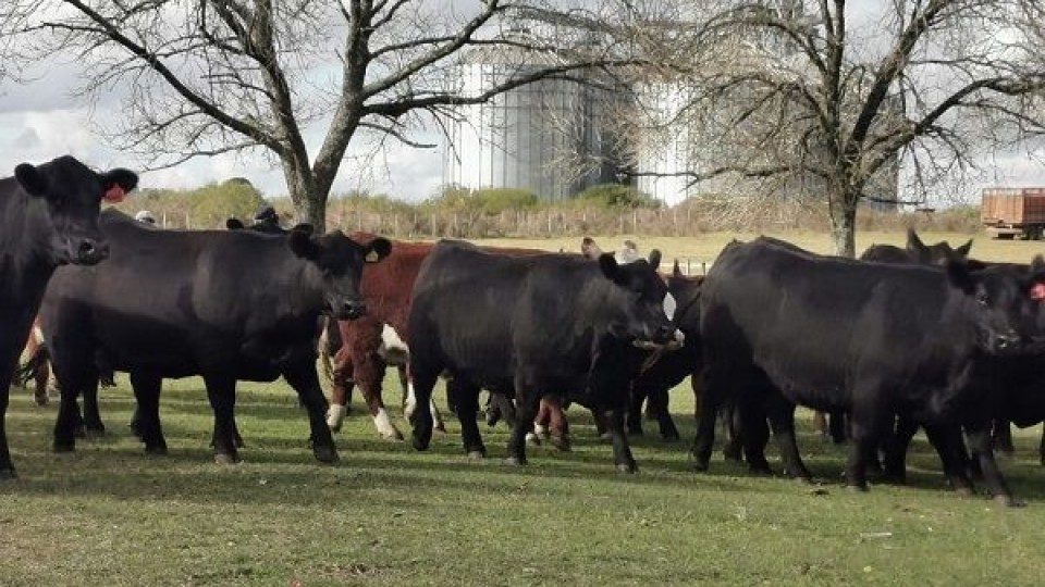 J. Vera: ''Hay negocios, hay precios y hay un mercado muy firme'' — Mercados — Dinámica Rural | El Espectador 810
