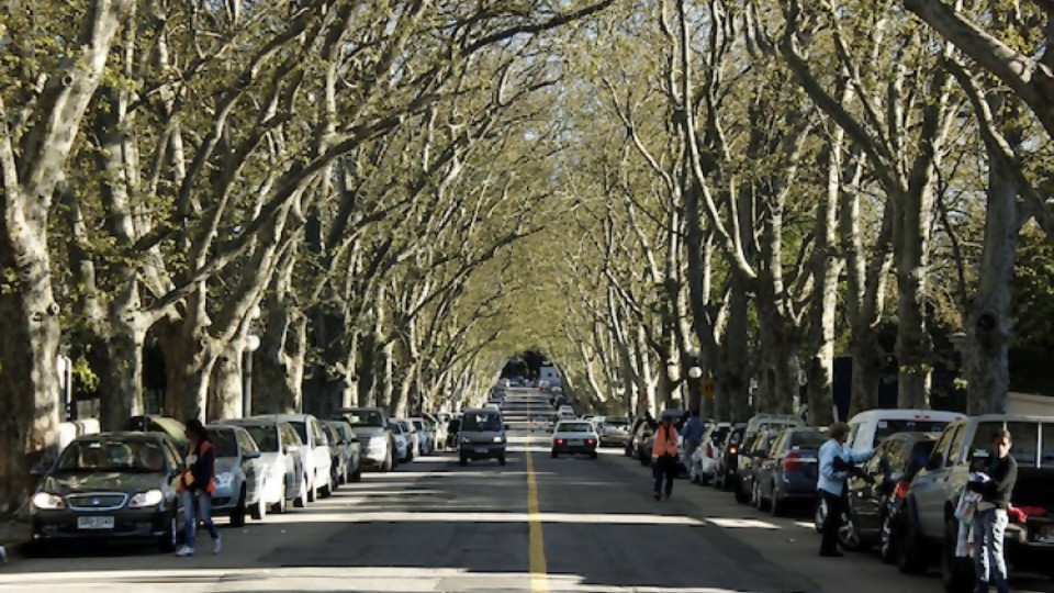 Cuáles son las ciudades más arboladas de Uruguay —  Entrevistas — No Toquen Nada | El Espectador 810