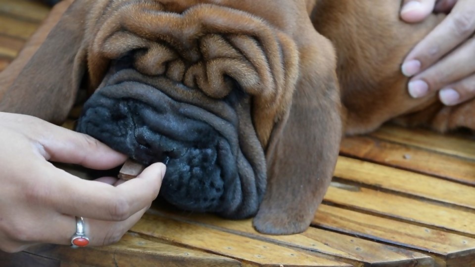 Alergia en las mascotas  —  Tu mascota te quiere decir algo — Paren Todo | El Espectador 810