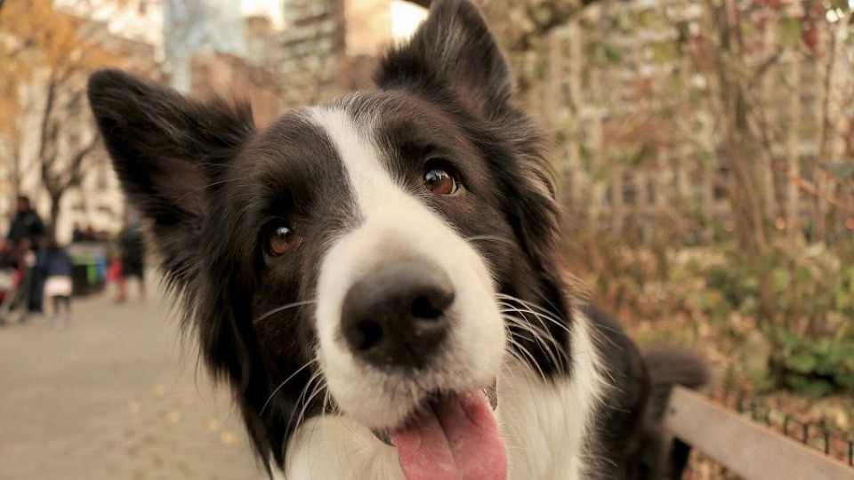 ¿Cómo hacer para que mi mascota me deje tranquilo a la hora de comer? —  Tu mascota te quiere decir algo — Paren Todo | El Espectador 810