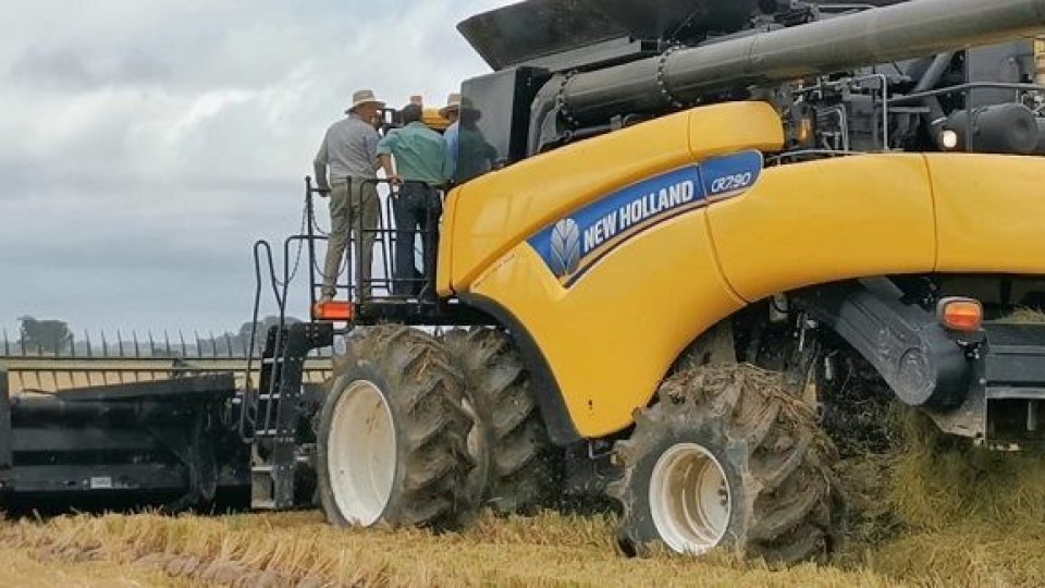 Zafra 21/22 cosechó 9.200 kilos por há en promedio —  Agricultura — Dinámica Rural | El Espectador 810