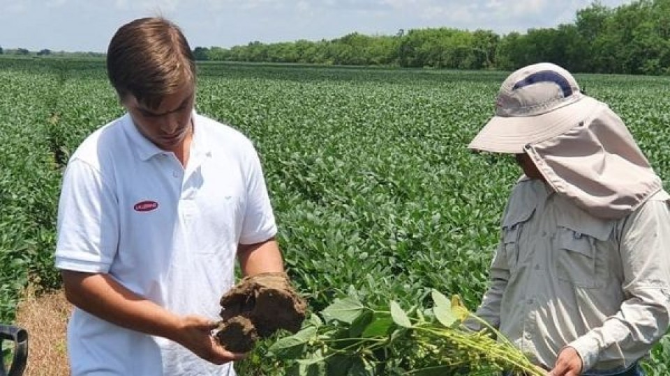 Con muy buenos rindes en soja y con muy buenas perspectivas para la campaña de invierno se espera un gran año para el rubro —  Agricultura — Dinámica Rural | El Espectador 810