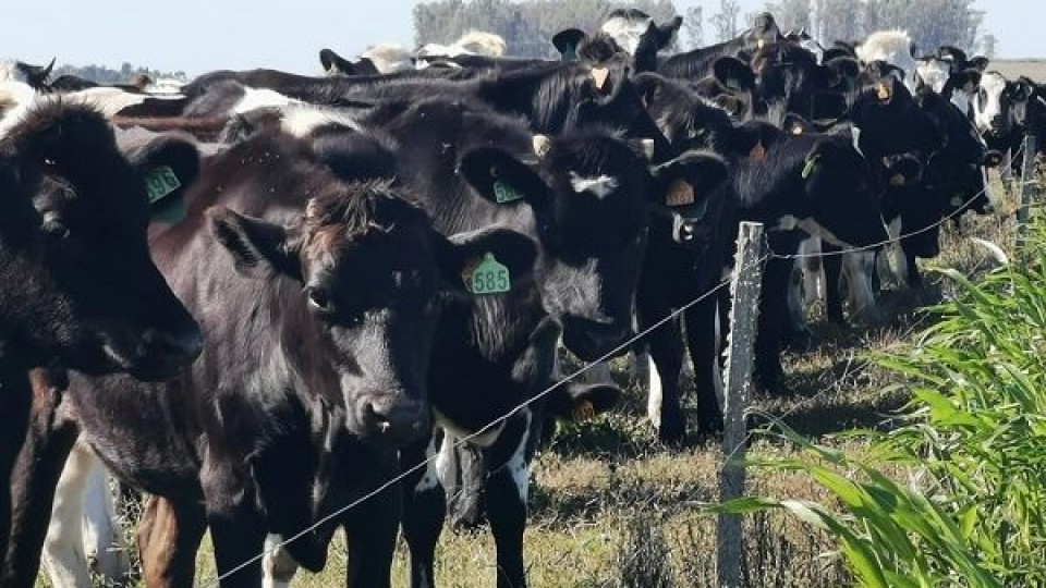 F. Hernández: ''Seguimos sin solución'' —  Lechería — Dinámica Rural | El Espectador 810